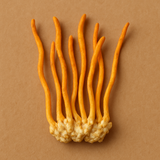 200mg Cordyceps