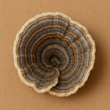 200mg Turkey Tail